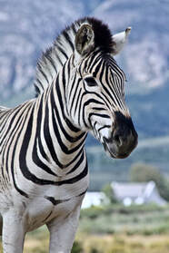 Fynbos Animal Sanctuary